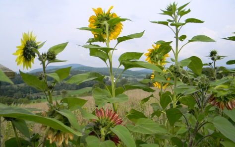 Hobart sunflowers overlooking the valley